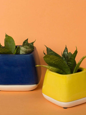 Nova Ceramic Planter - The Wishing Chair