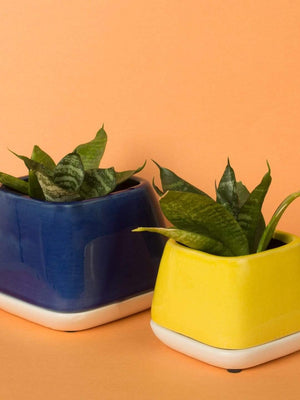 Nova Ceramic Planter - The Wishing Chair