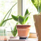 Bella Ceramic Planter - The Wishing Chair