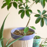 Crinkle Pop Ceramic Planter with Plate - The Wishing Chair
