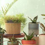 Crinkle Pop Ceramic Planter with Plate - The Wishing Chair