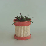 Crinkle Pop Ceramic Planter with Plate - The Wishing Chair