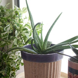 Crinkle Pop Ceramic Planter with Plate - The Wishing Chair