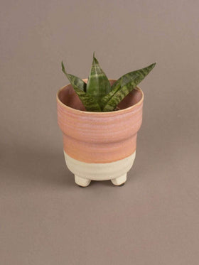 Enoki Ceramic Planter- Medium - The Wishing Chair