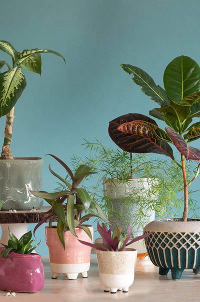 Enoki Ceramic Planter- Medium - The Wishing Chair