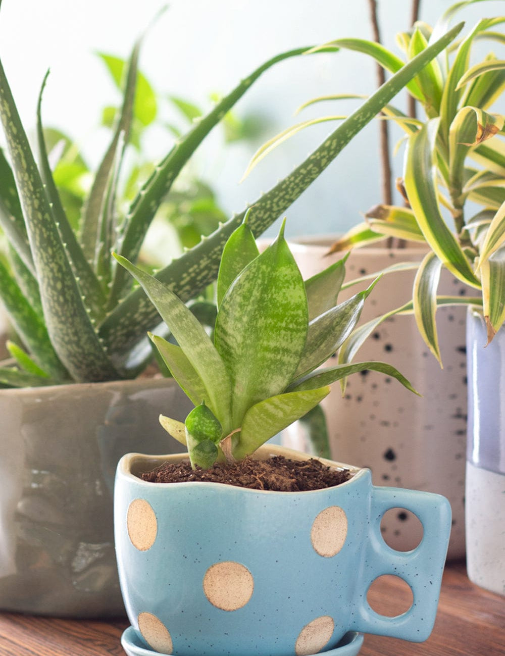 Madhatter Polka Dot Teacup Planter- Blue - The Wishing Chair