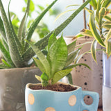 Madhatter Polka Dot Teacup Planter- Blue - The Wishing Chair