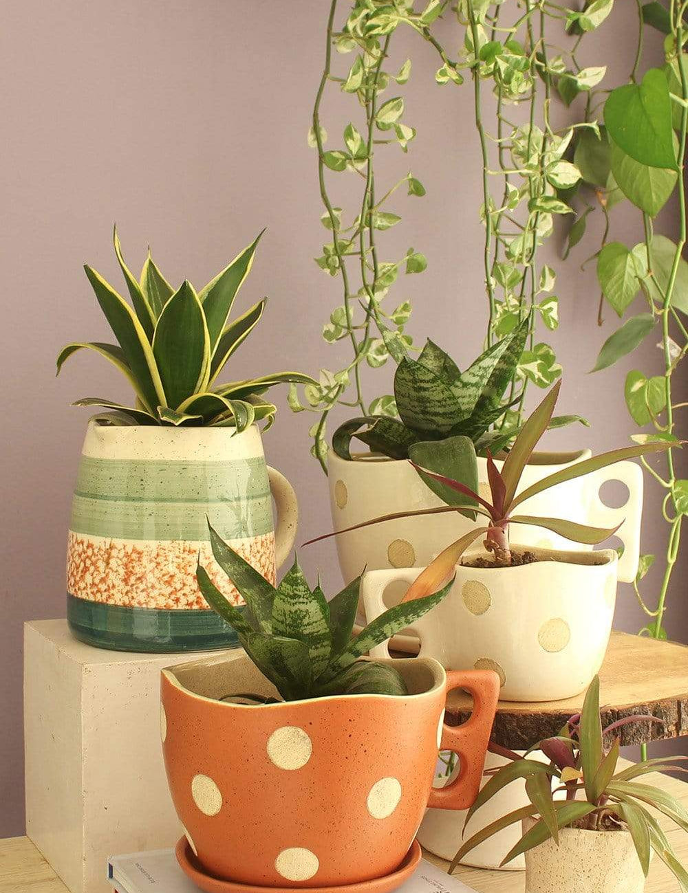 Madhatter Polka Dot Teacup Planter- Rust - The Wishing Chair