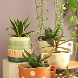 Madhatter Polka Dot Teacup Planter- Rust - The Wishing Chair