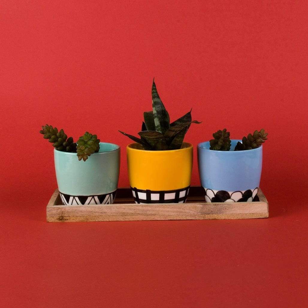 Color Blocked Planters With Tray - Set Of 3