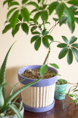 Crinkle Pop Ceramic Planter with Plate