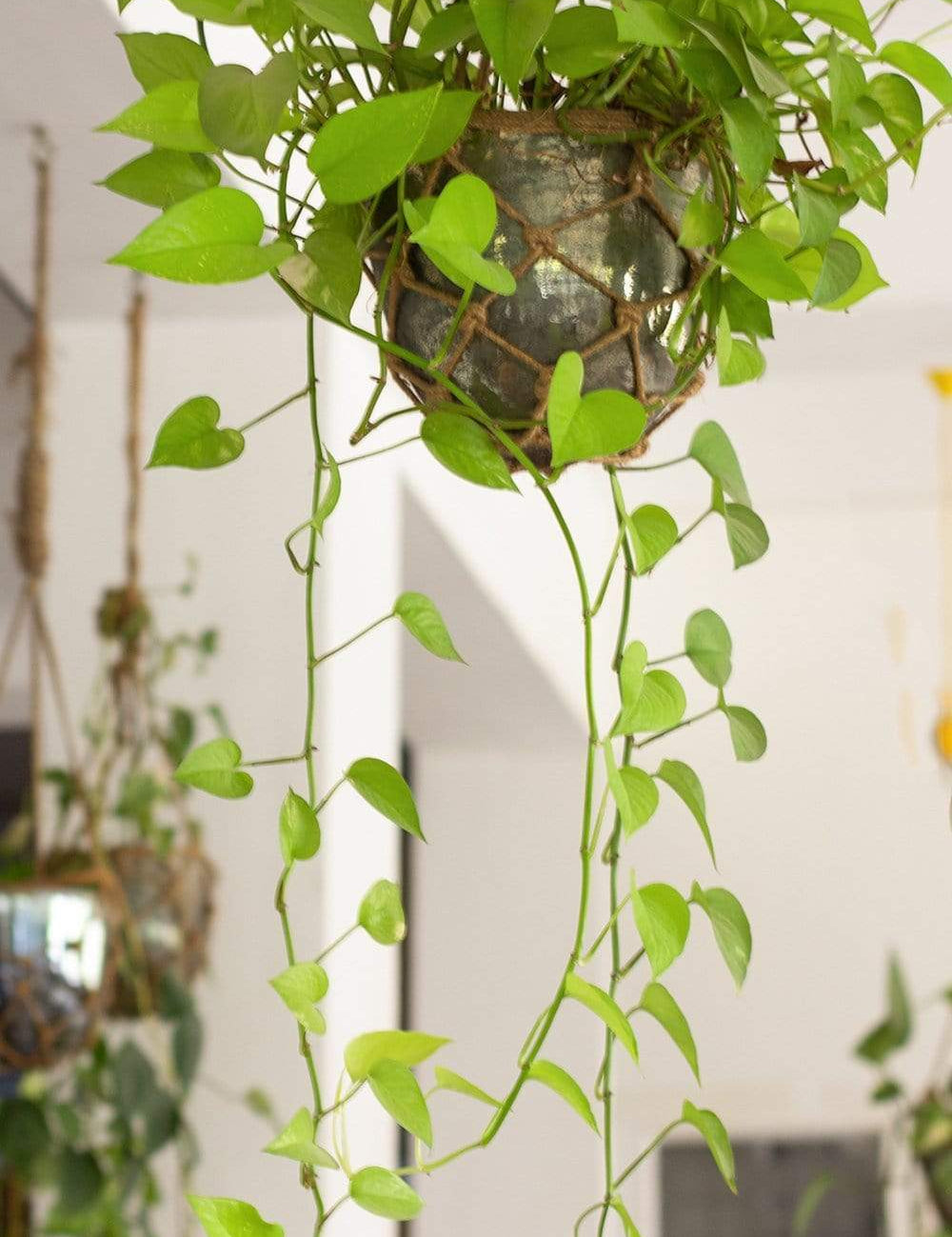 Luster Hanging Planter With Knotted Rope