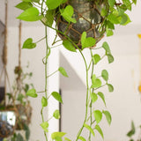 Luster Hanging Planter With Knotted Rope