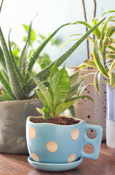 Madhatter Polka Dot Teacup Planter- Blue