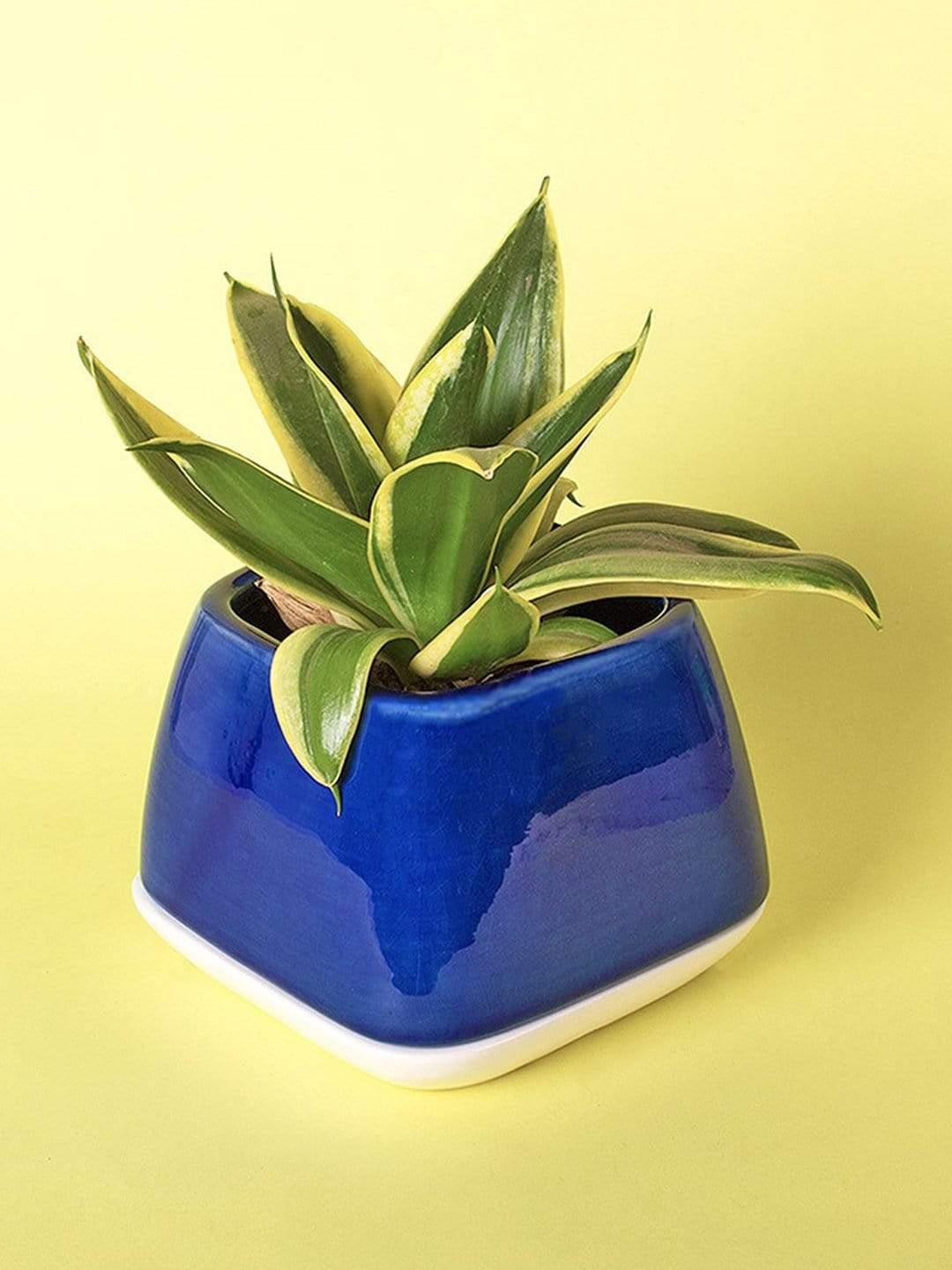 Nova Ceramic Planter