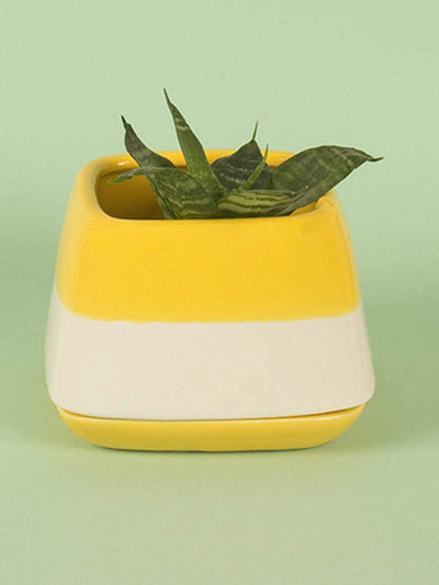 Nova Half N Half Ceramic Planter