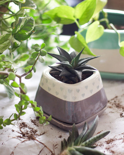 Vases & Planters Grey Nova Hearts Ceramic Planter