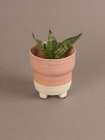 Enoki Ceramic Planter- Medium