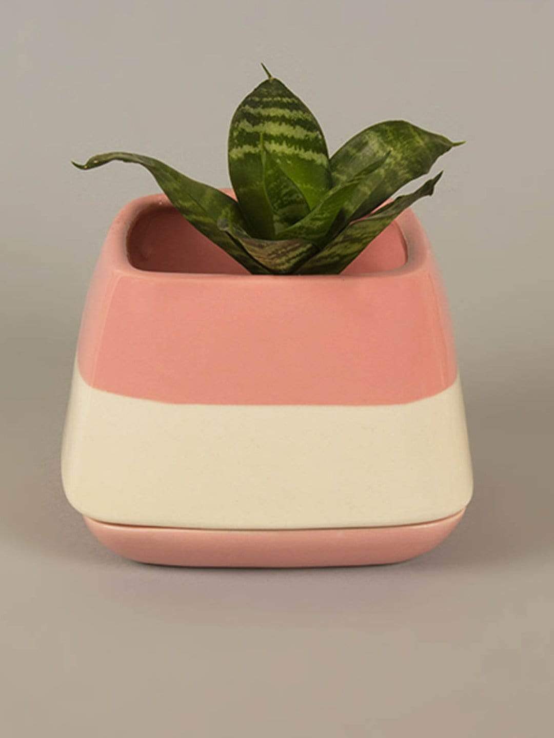 Blossom Pink Nova Half N Half Ceramic Planter