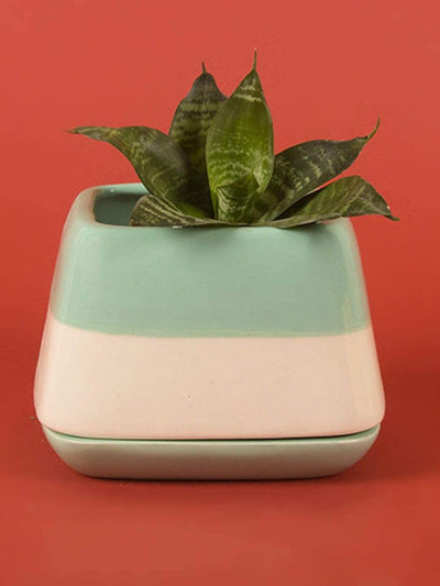 Mint Green Nova Half N Half Ceramic Planter